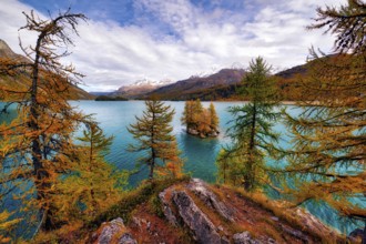 Island with autumn-coloured larches in Lake Sils, Engadin, Canton Graubünden, Switzerland, Europe