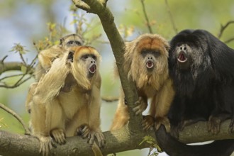 Black howler (Alouatta caraya), male and female calling with young, captive, occurring in South