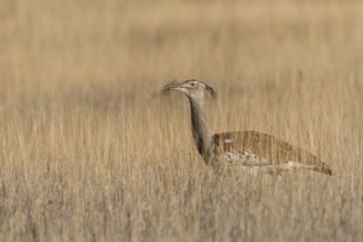 Kori Bustard (Ardeotis kori), Northern Cape, South Africa, Africa