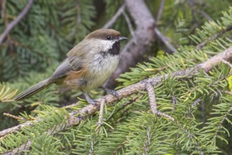 Boreal Chickadee (Poecile hudsonicus) perched on a branch in Seward, Alaska