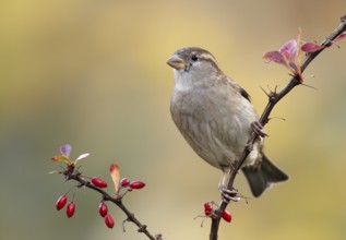 House Sparrow (Passer domesticus) female, Mecklenburg-Western Pomerania, Germany, Europe