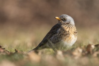 Fieldfare (Turdus pilaris), Lower Saxony, Germany, Europe
