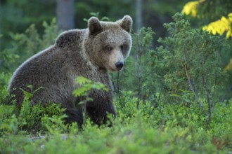 Eurasian Brown Bear (Ursus arctos) in forest, Finland, Europe