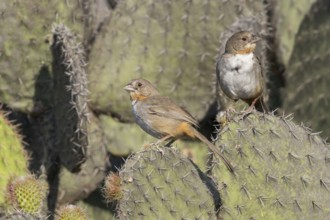 White-throated Towhee (Melozone albicollis) perched on a branch in Oaxaca, Mexico, Central America