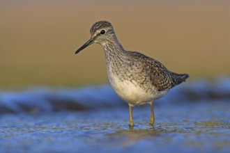 Wood Sandpiper (Tringa glareola), Lesvos, Greece, Europe