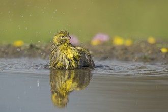 European Serin (Serinus serinus) bathing at a waterhole, Aosta Valley, Italy, Europe