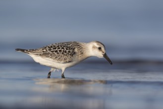 Sanderling (Calidris alba) foraging, Mecklenburg-Western Pomerania, Germany, Europe