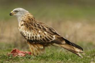 Red Kite (Milvus milvus), feeding on field floor, Castile and Leon, Spain, Europe