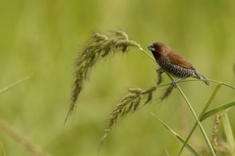 Scaly-breasted Munia (Lonchura punctulata), North Sulawesi, Indonesia, Asia