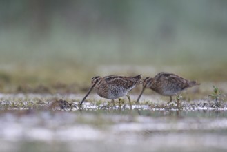Common Snipe (Gallinago gallinago) foraging, North Rhine-Westphalia, Germany, Europe