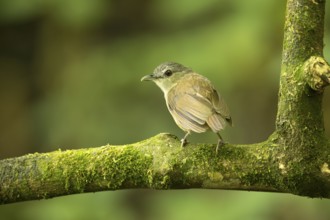 Horsfield's Babbler (Malacocincla sepiaria) perched on mossy trunk, East Java, Indonesia, Asia
