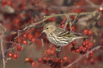 Pine Siskin (Spinus pinus), Ohio, USA, North America