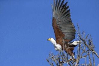Lesser spotted eagle, (Haliaeetus vocifer), Africa, Botswana, flight photo, Okovango Delta, Africa