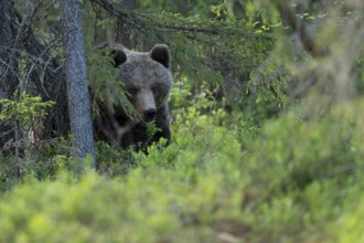European brown bear, Karelia, Finland, Europe