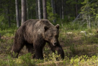 European brown bear, Karelia, Finland, Europe