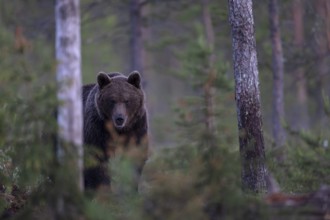 Brown bear (Ursus arctos) in the Finnish taiga, Kuusamo, Finland, Europe