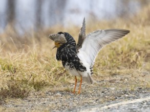 Ruff (Calidris pugnax) male in breeding plumage displaying at lek, Pokka, Finnish Lapland