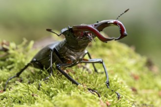 Stag beetle (Lucanus cervus), horned beetle, fire beetle, male with large mandibles, upper jaw,