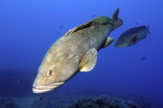 Dusky Grouper (Epinephelus marginatus) swimming through blue sea water over reef, Mediterranean Sea