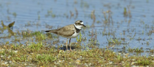 Little Ringed Plover (Charadrius dubius) adult bird standing on the lakeshore, Lake Neusiedl