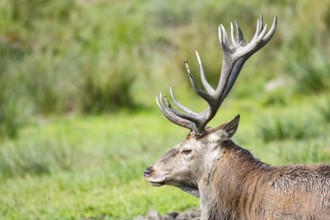 Red deer (Cervus elaphus) Rutting behaviour captive Germany