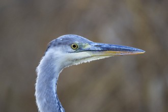 Grey heron (Ardea cinerea) Germany
