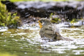 European robin (Erithacus rubecula) bathing Germany