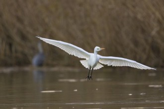 Great White Egret (Egretta alba) Germany