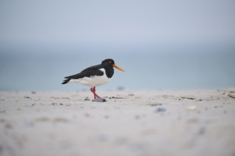 Eurasian oystercatcher (Haematopus ostralegus) on the beach, Düne, Helgoland, Schleswig-Holstein,