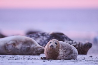 Grey seal (Halichoerus grypus) lying on the beach at sunset, Düne, Helgoland, Schleswig-Holstein,