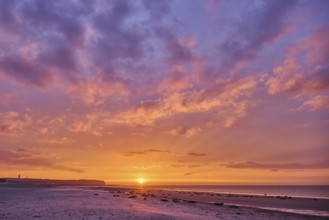 Colorful sunset on the beach with Grey seal (Halichoerus grypus) lying lying on it, Düne,
