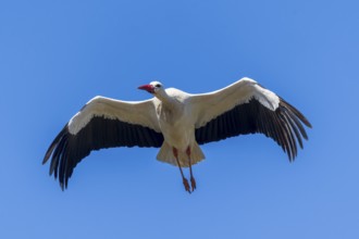 A stork flies through the blue sky with its wings wide open, white stork (Ciconia ciconia),