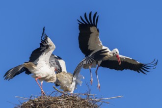 Two storks in the nest, one rises into the air against a clear sky, white stork (Ciconia ciconia),