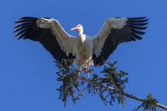 White stork with spread wings standing on a tree branch under a blue sky, White stork (Ciconia