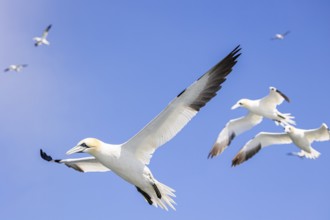 Northern gannet (Morus bassanus) in flight, Shetland Islands, Great Britain