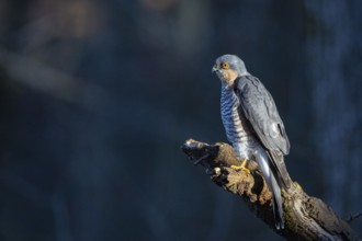 Sparrowhawk (Accipiter nisus) ml Germany