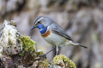 Bluethroat (Luscinia svecica cyanecula) Male Germany