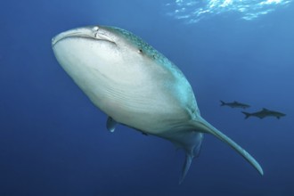 Underwater photo of great whale shark (Rhincodon typus) harmless plankton eater swimming through