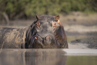 Hippo (Hippopotamus amphibius) portrait. Front view of the face and head. Adult animal is in water.