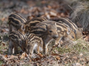 Wild boar, wild boar (Sus scrofa) Fresh boar foraging in a forest clearing, Germany, Europe