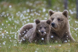 Eurasian Brown Bear (Ursus arctos) mother with cub, Finland, Europe