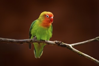 Nyasa Lovebird or Lilian's lovebird, Agapornis lilianae, green exotic bird sitting on the tree,