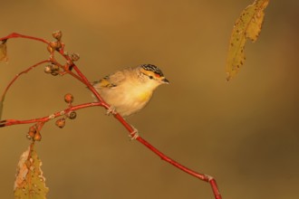 Red-browed Pardalote (Pardalotus rubricatus), Northern Territory, Australia, Oceania