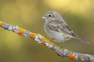 Woodchat Shrike (Lanius senator) juvenile, Andalusia, Spain, Europe