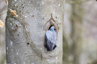 Stock Dove (Columba oenas) at Black Woodpecker Cave Germany