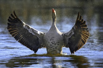 Greylag goose, graylag goose (Anser anser) bathing by flapping wings in lake
