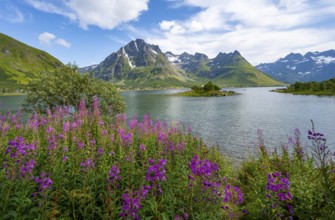 Pink flowers, blooming balsam at the fjord Austnesfjorden, idyllic mountains and fjord landscape,
