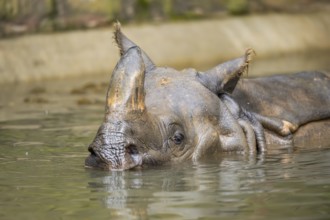 Square-lipped rhinoceros (Ceratotherium simum) swimming in the water, captive, Bavaria, Germany,