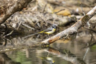 Grey wagtail (Motacilla cinerea) Germany