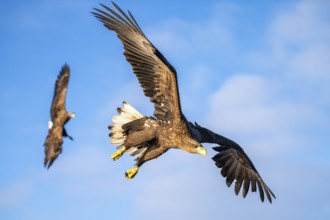 White-tailed eagle (Haliaeetus albicilla), in flight, Lofoten, Norway, Europe